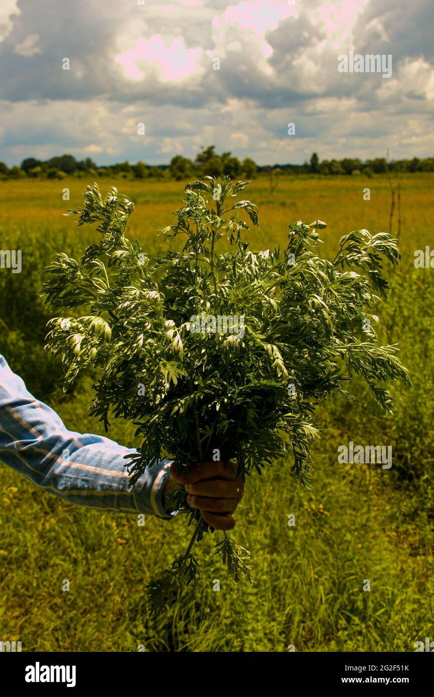Female hands hold branches with wormwood leaves. Artemisia absinthium, absinthe wormwood is a natural hygiene product. Stock Photo