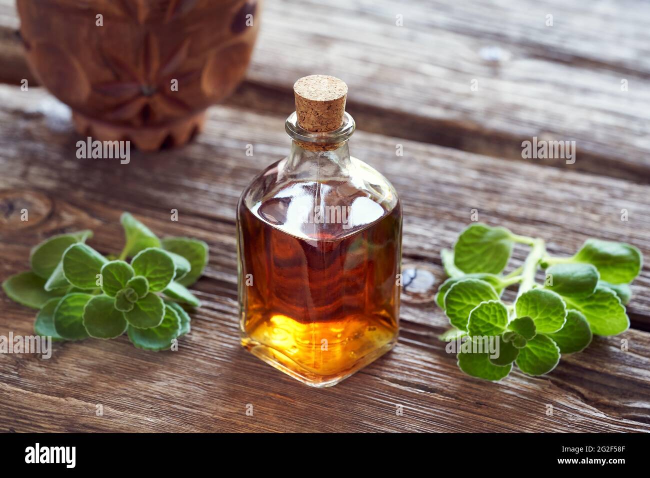 A bottle of silver spurflower tincture with fresh Plectranthus argentatus plant. Herbal or alternative medicine. Stock Photo