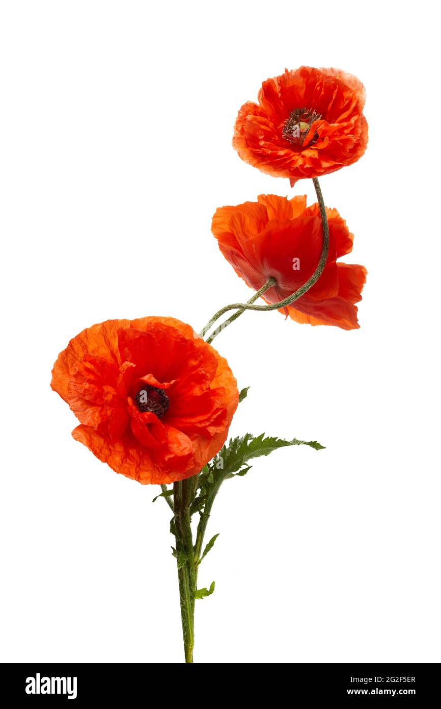 Bright red poppies flowers isolated on white background Stock Photo - Alamy