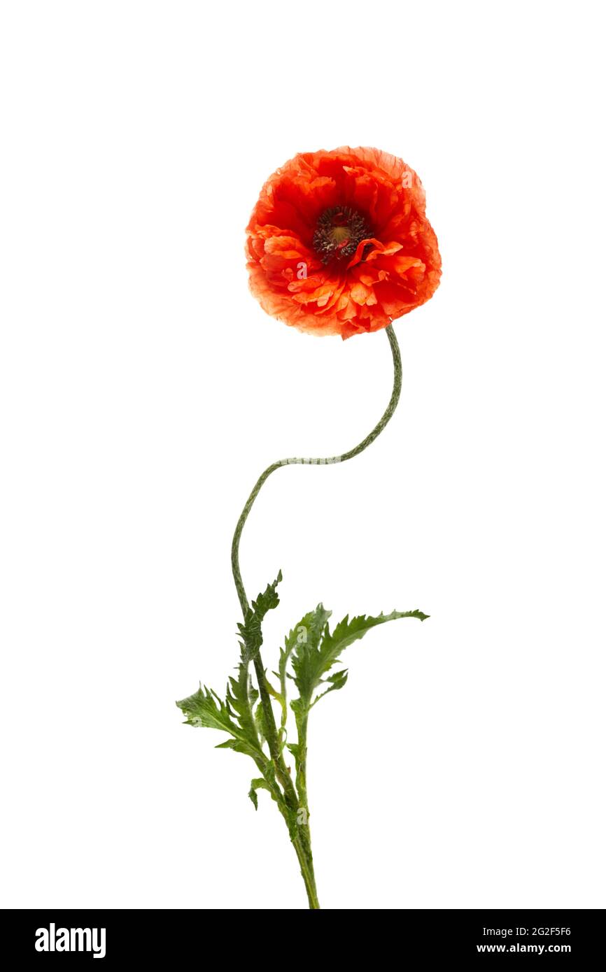 Bright red poppy flower isolated on white background Stock Photo - Alamy