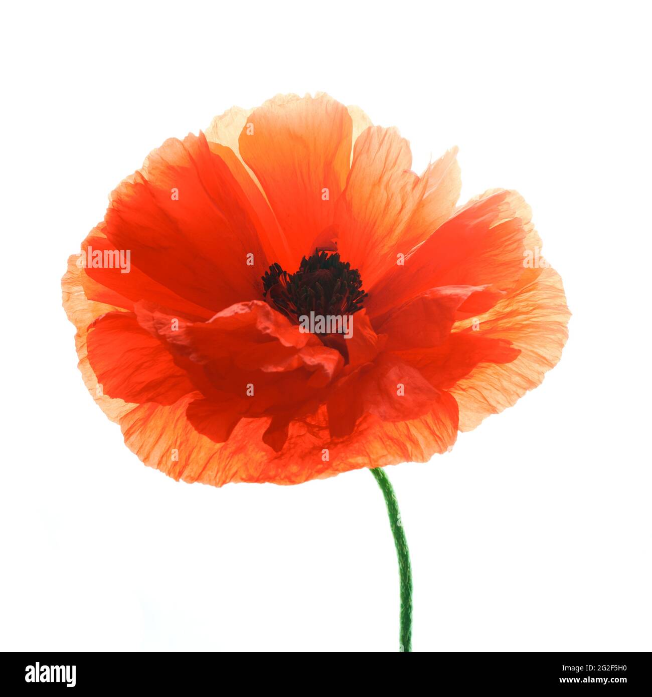 Bright red poppy flower isolated on white background Stock Photo - Alamy
