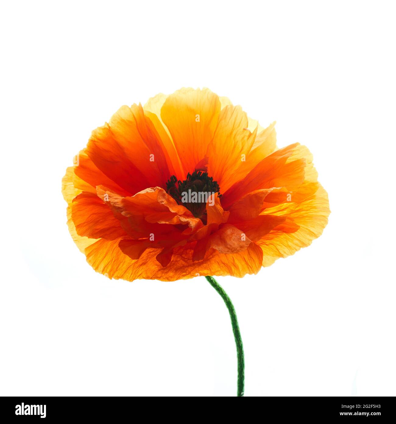 Bright red poppy flower isolated on white background Stock Photo - Alamy