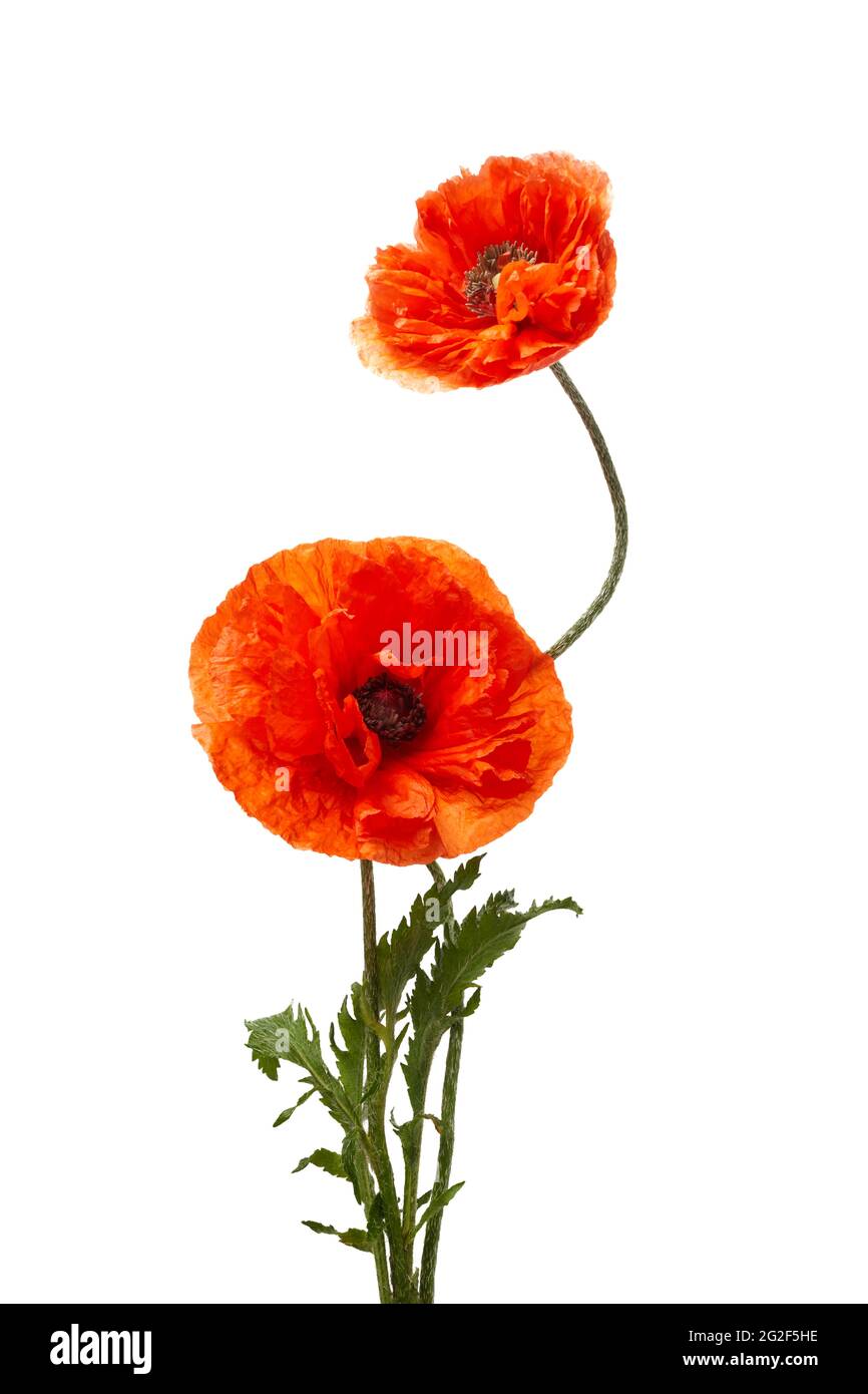 Bright red poppies flowers isolated on white background. Stock Photo