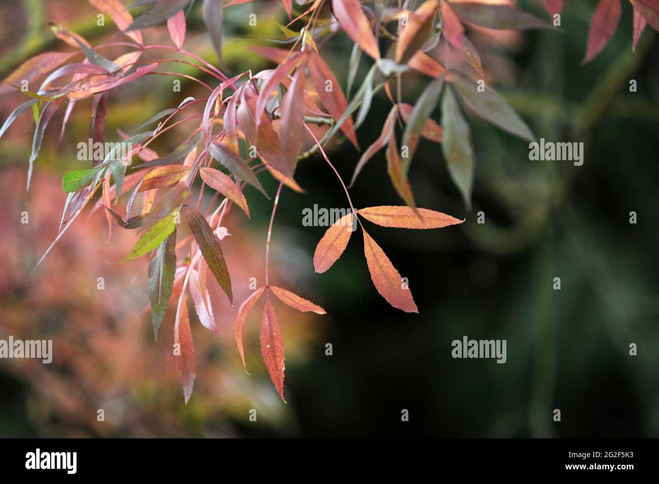 fraxinus angustifolia ‘raywood’ narrow leafed ash in Autumn Uk Stock Photo