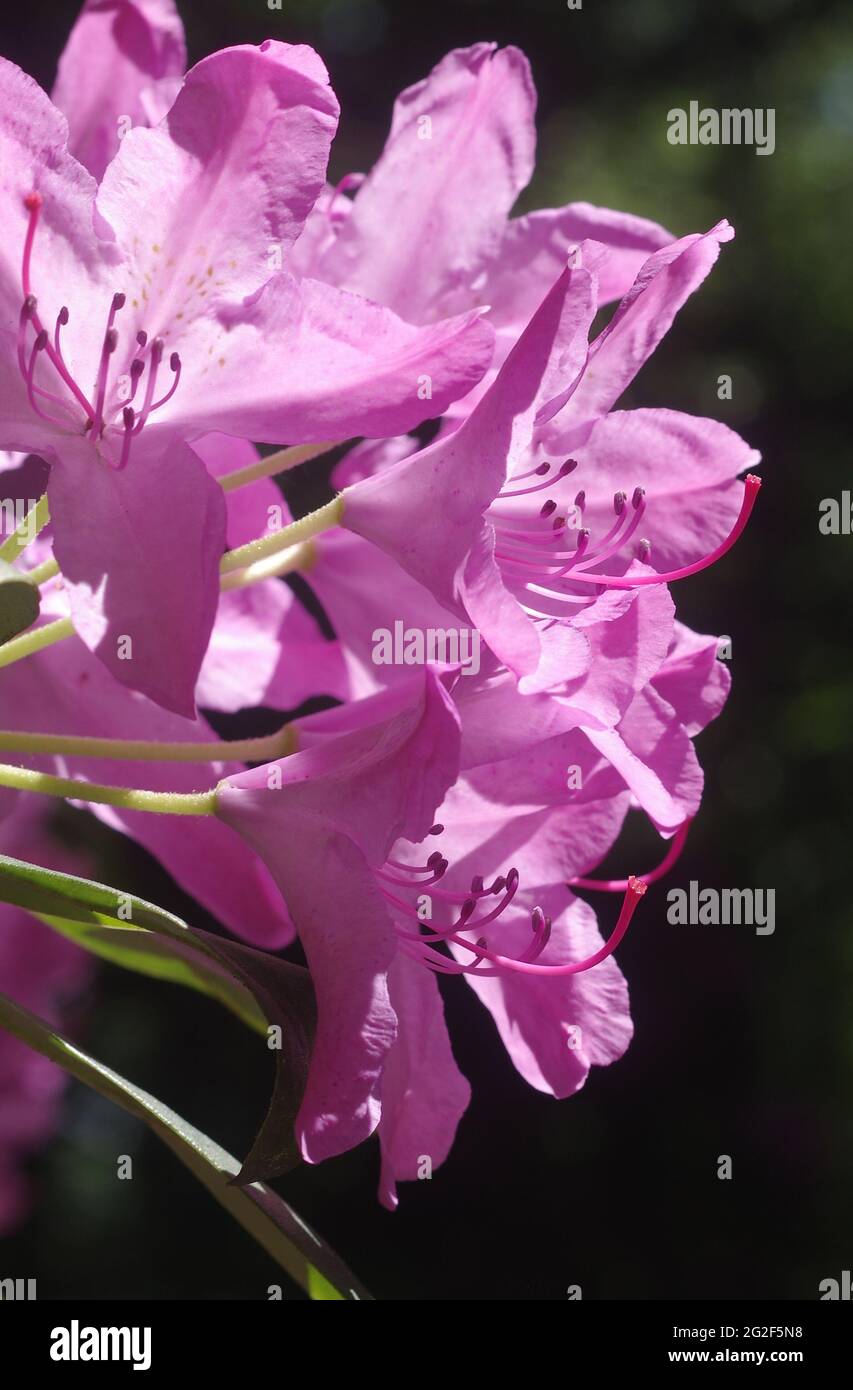 Side view of a pink flower head of a rhododendron bush Stock Photo