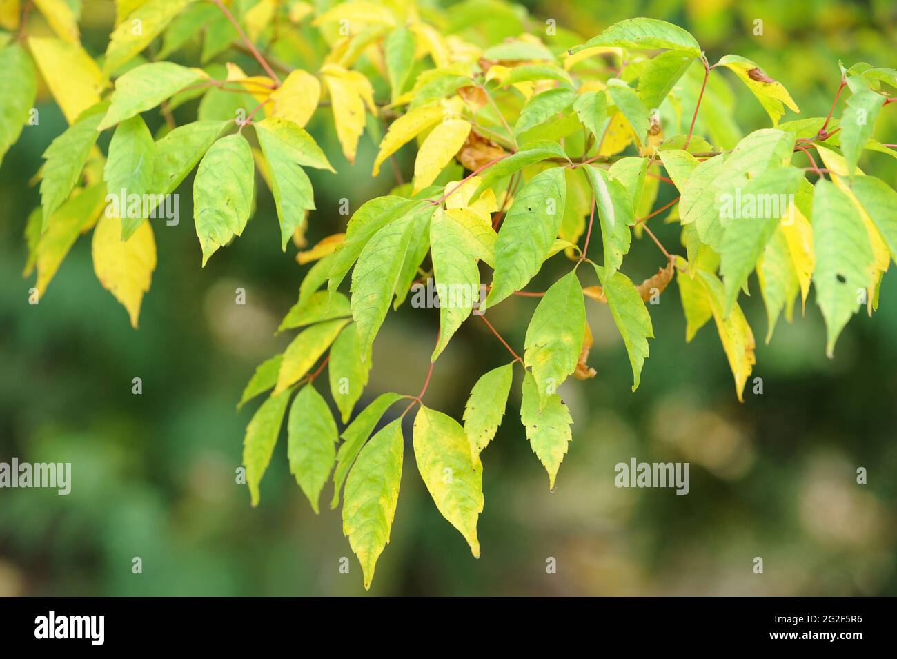 Acer henryi maple tree Stock Photo