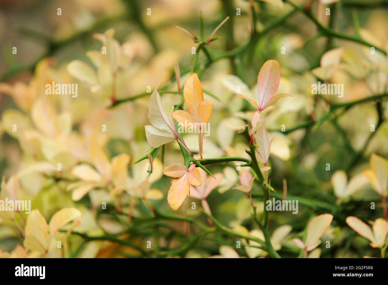 Poncirus trifoliata 'Japanese Bitter Orange' Stock Photo Alamy