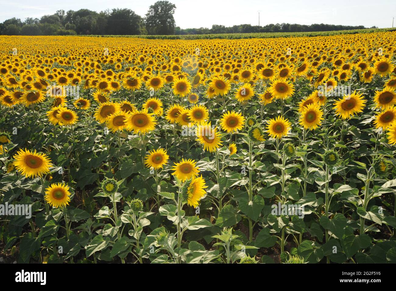 Field of Sunflowers in France Europe fields sunflower. sun flowers farming farm growing French agriculture Stock Photo
