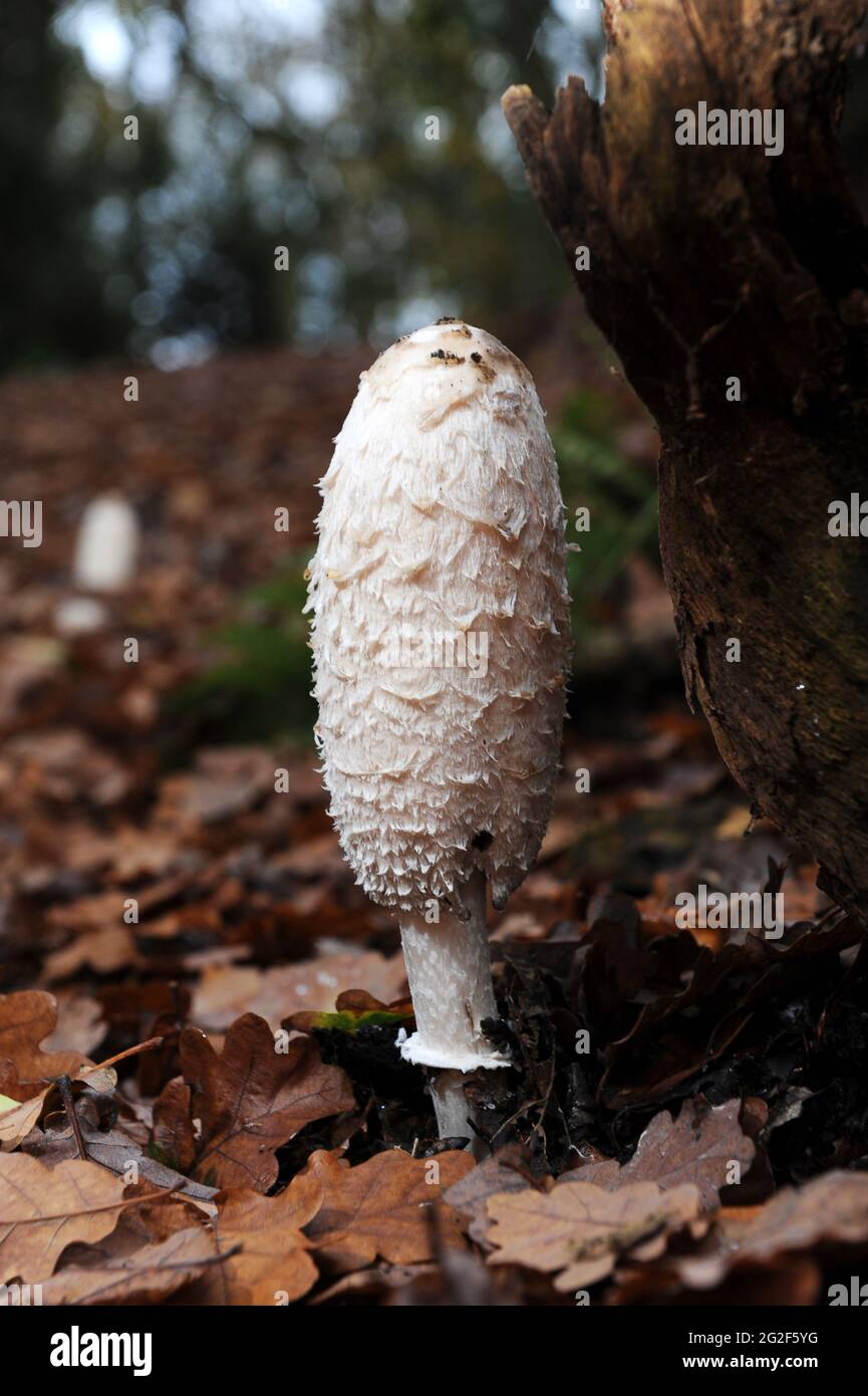 Shaggy Inkcap - Coprinus comatus or Shaggy Mane fungi fungus Stock Photo