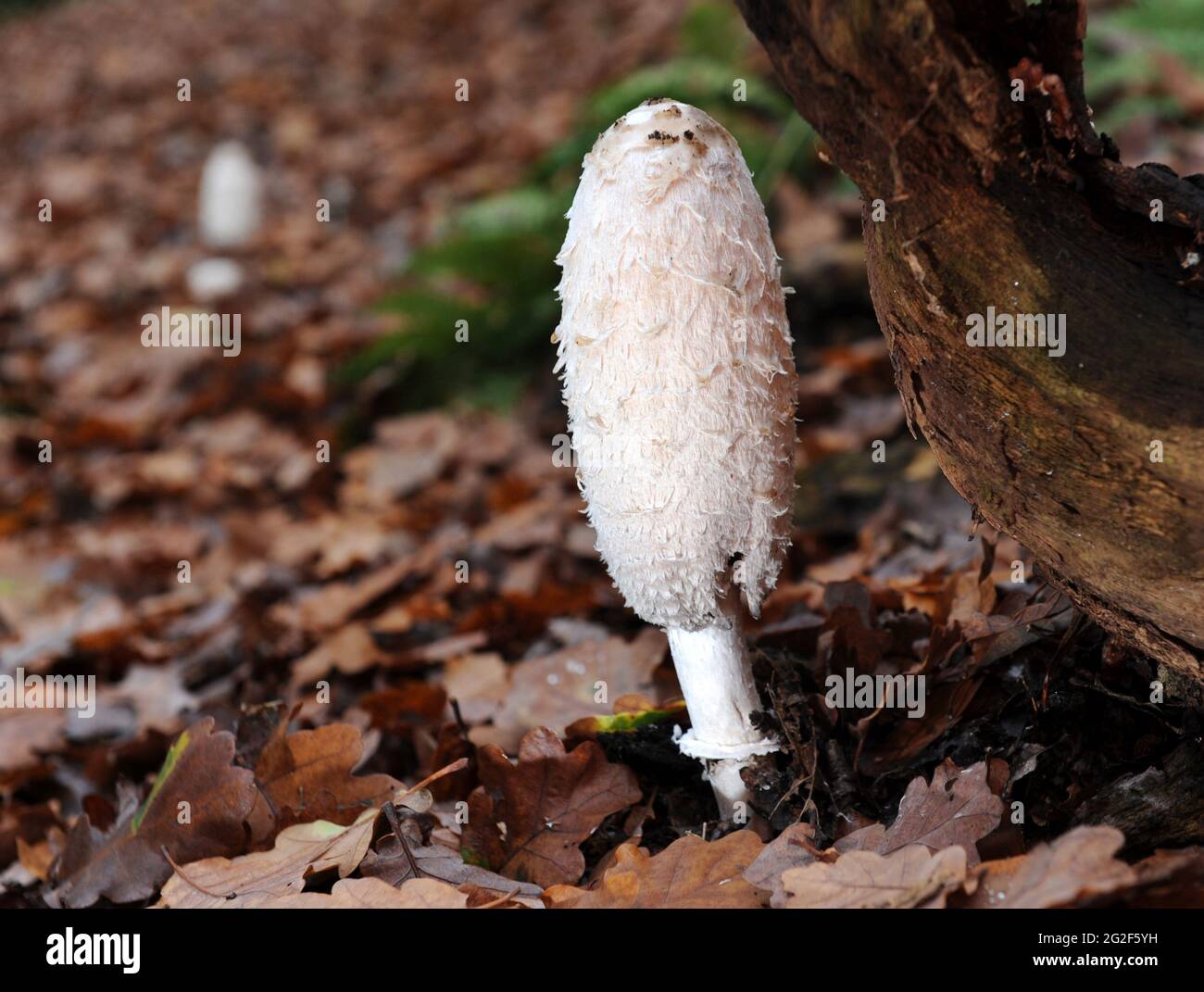 Fungus fungi coprinus uk hi-res stock photography and images - Alamy