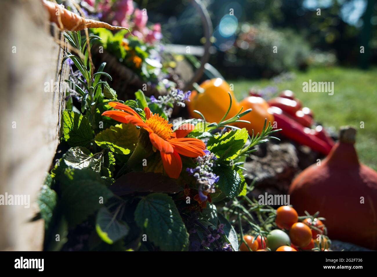 Erntezeit Gemüse, Blumen und Kräuter Stock Photo
