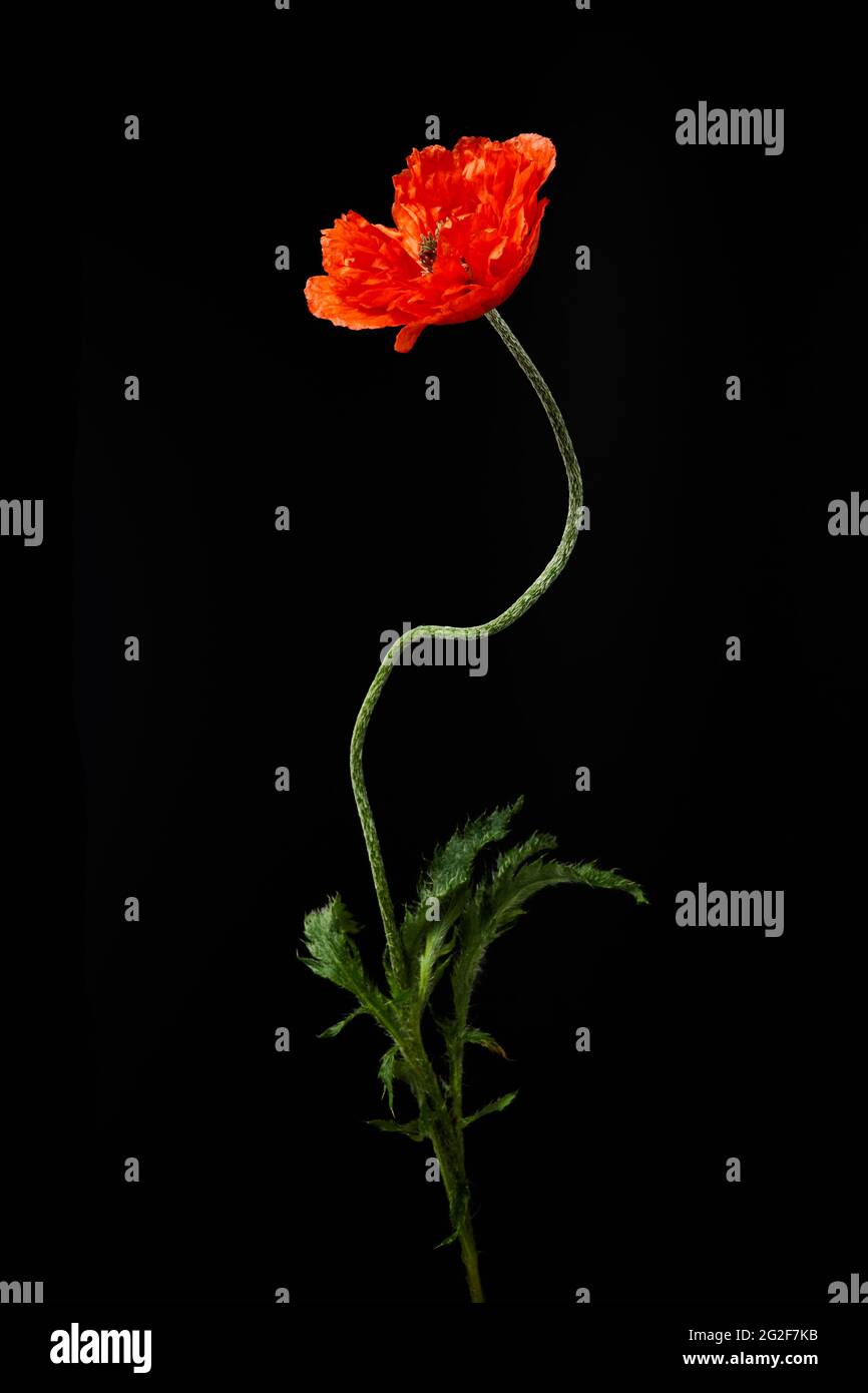 Vibrant red poppies on a black background. Memorial day Stock Photo - Alamy
