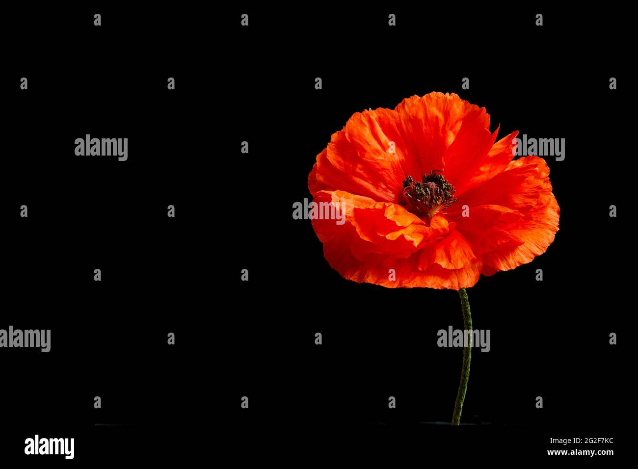 Red poppies black field hi-res stock photography and images - Alamy