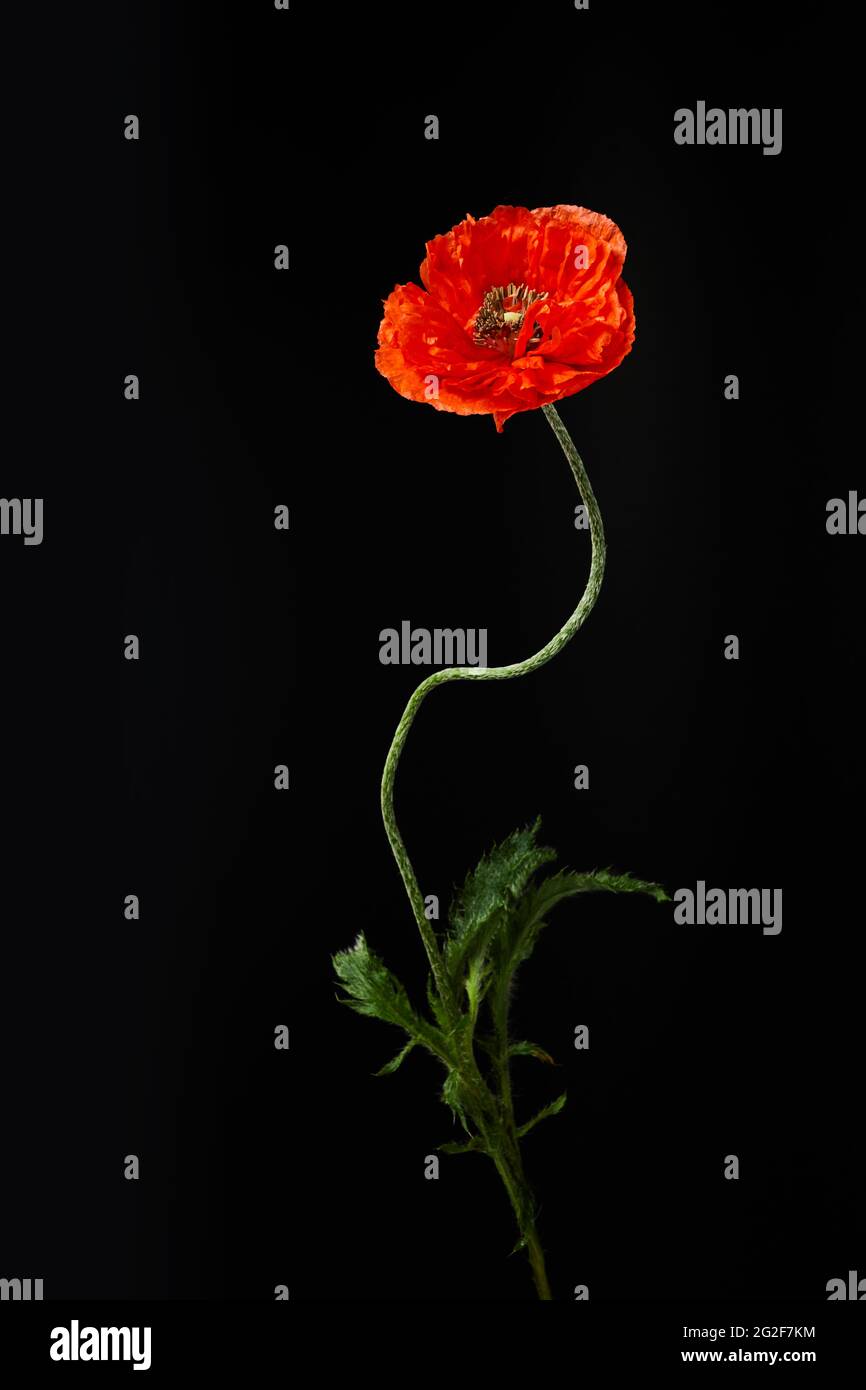 Vibrant red poppies on a black background. Memorial day Stock Photo - Alamy