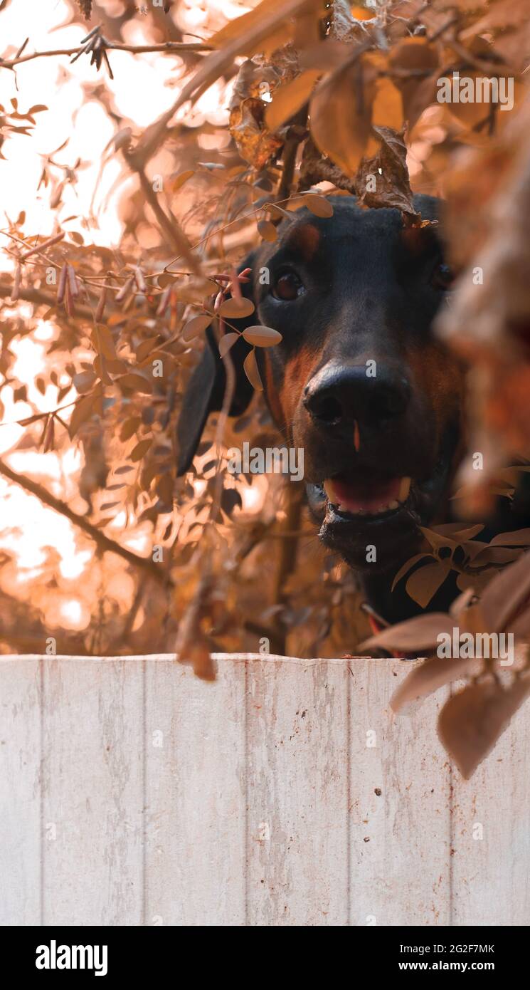 doberman pinscher looking over a white fence in a garden of dried plants and leaves during daytime Stock Photo