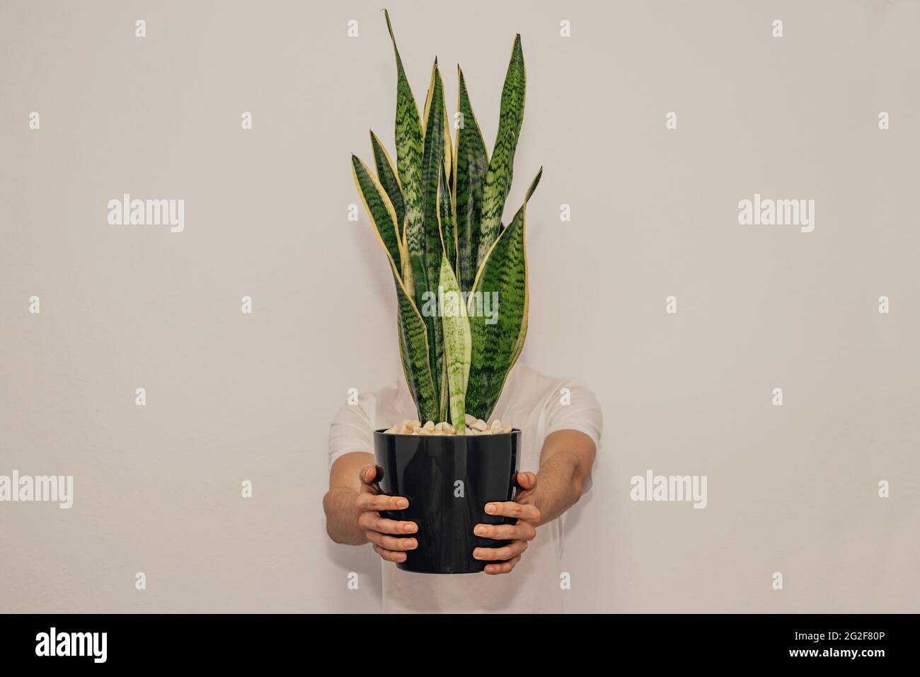 young man behind potted plant isolated on wall Stock Photo - Alamy