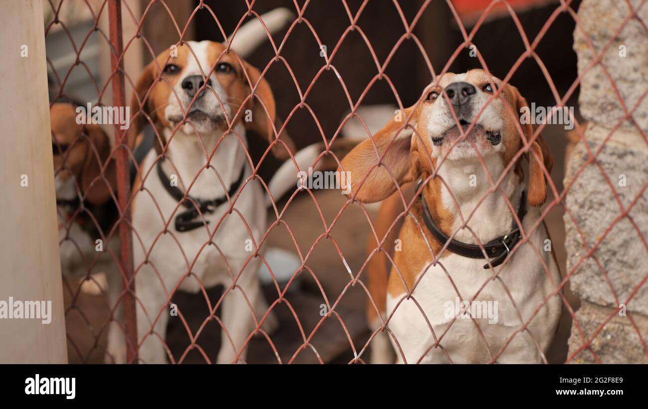 Beagley dogs behind the fence on the street Stock Photo - Alamy