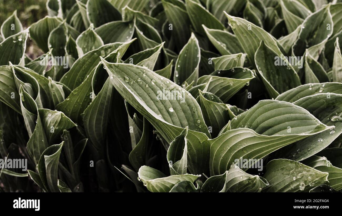 Young hosta plant hi-res stock photography and images - Alamy