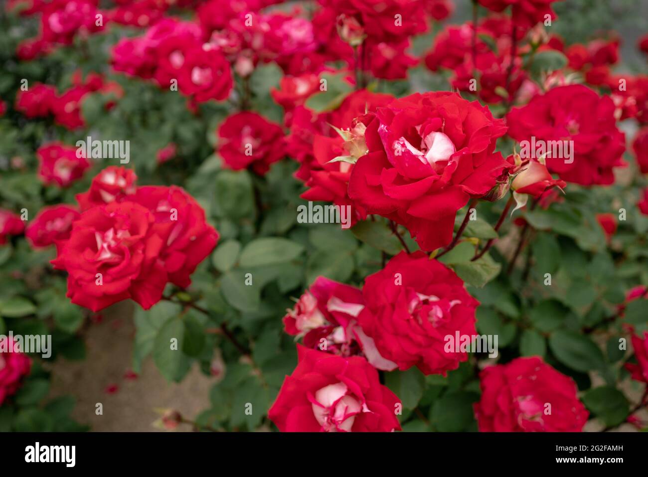 Red rose with more red roses in the background in the streets of