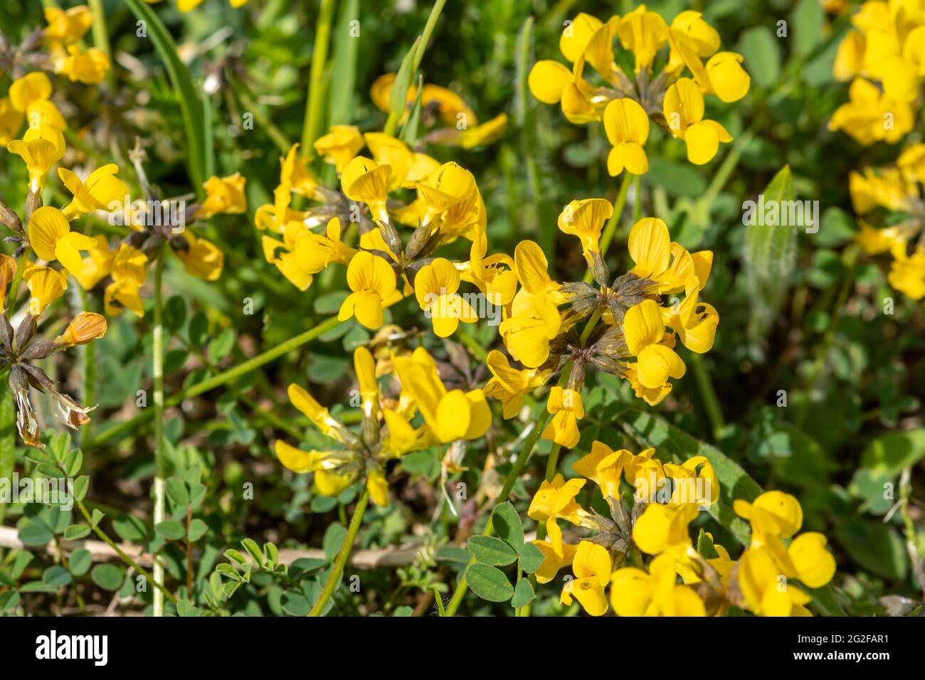 Kidney vetch (Anthyllis vulneraria) yellow wildflowers on chalk downland, Surrey, UK Stock Photo