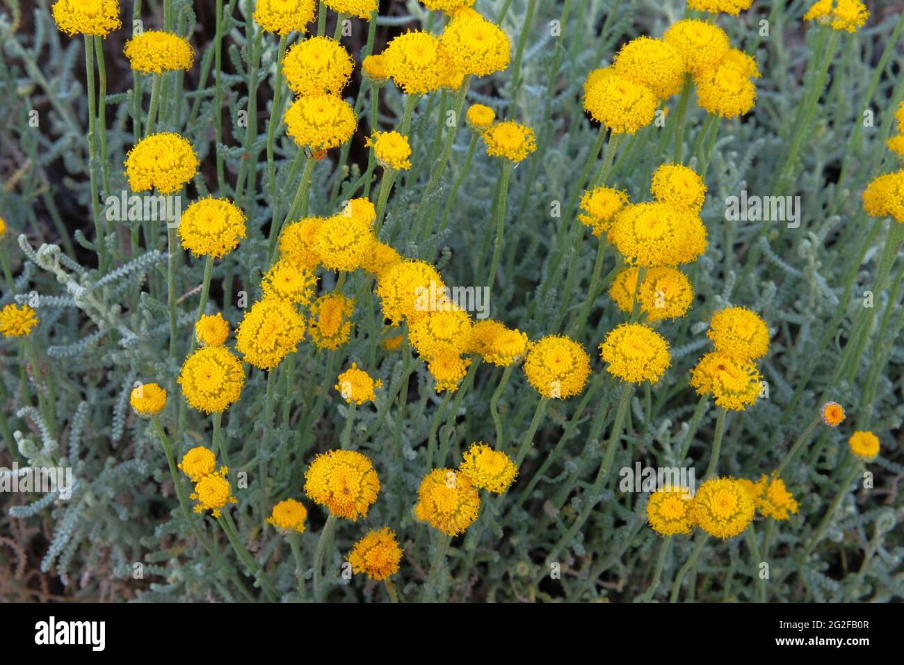 Helichrysum flowers on green nature blurred background. Yellow flowers for herbalism. Medicinal herb. Stock Photo