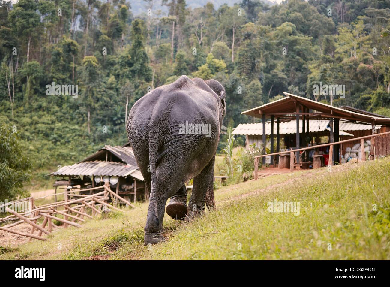 Large elephant walking on footpath to village against rainforest. Chiang Mai province, Thailand. Stock Photo