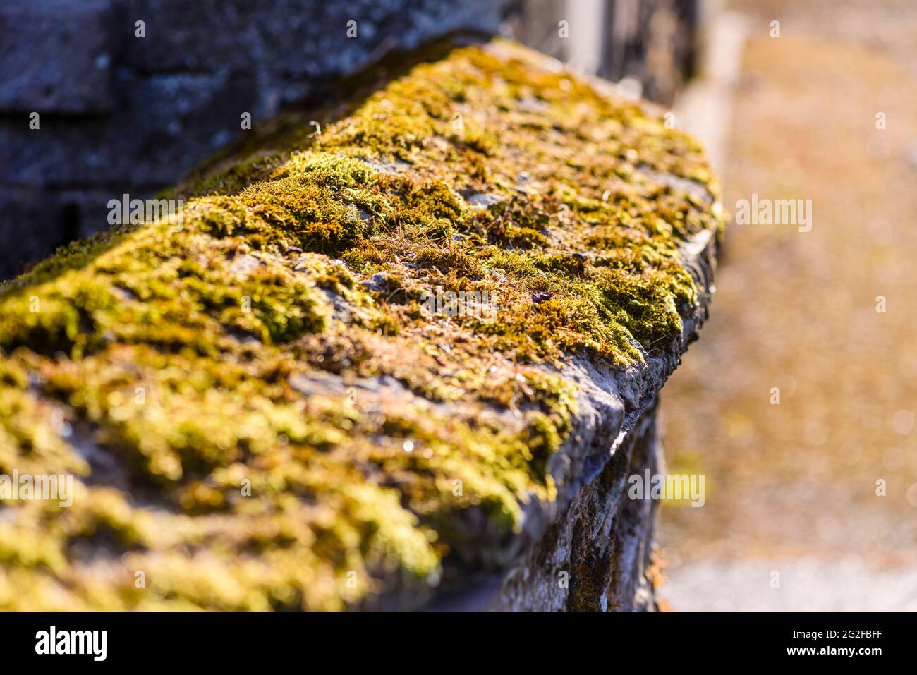 Old stone wall covered in a layer of sedum Stock Photo