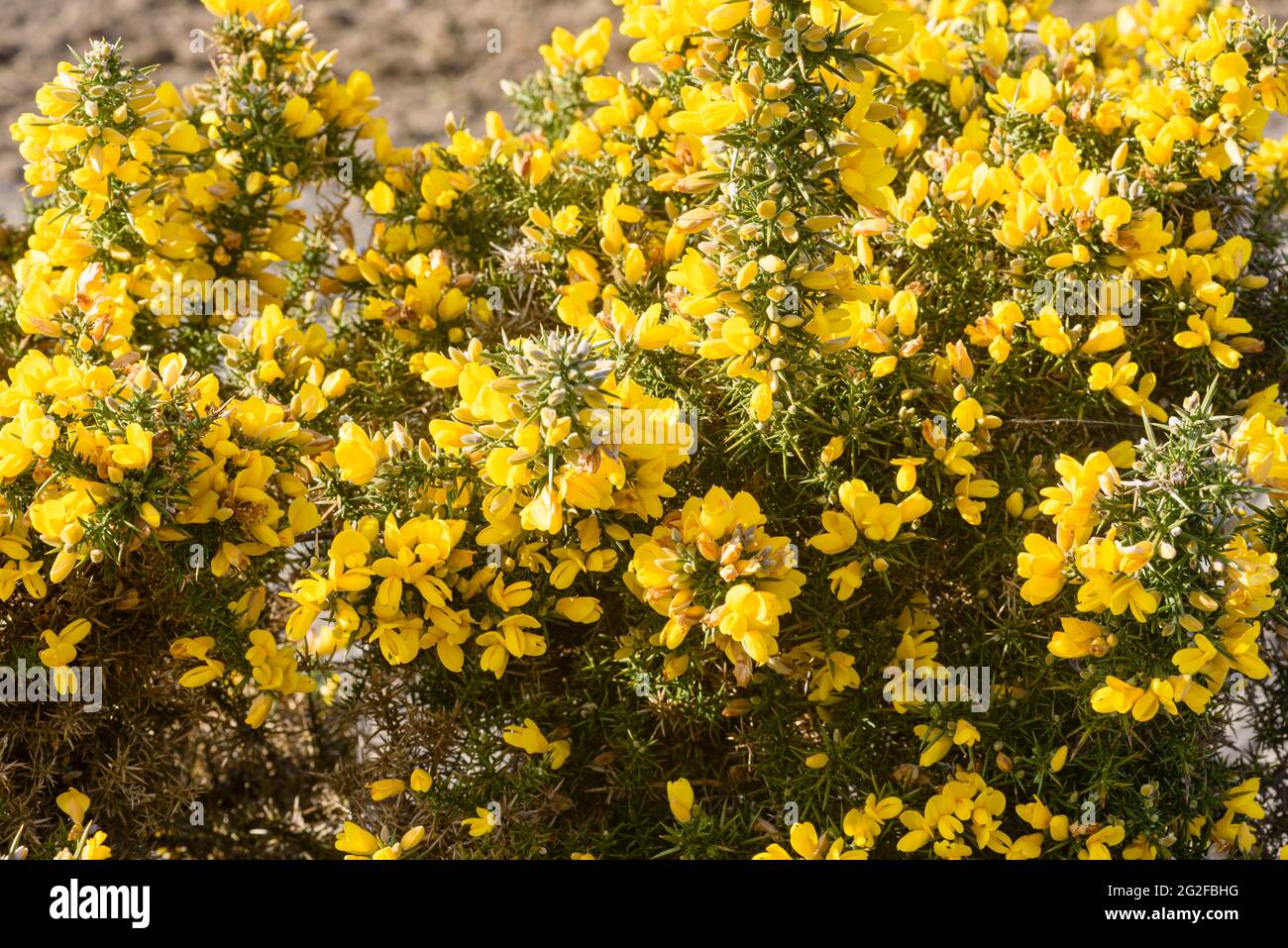 Spikey gorse plant hires stock photography and images Alamy