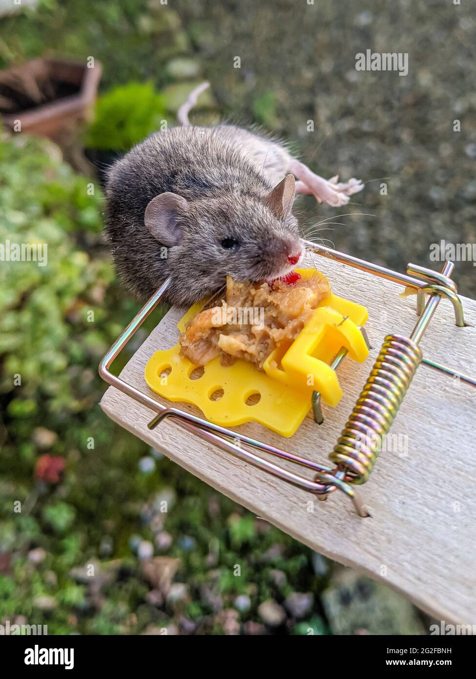 Field mouse caught in a traditional mousetrap using peanut butter Stock Photo
