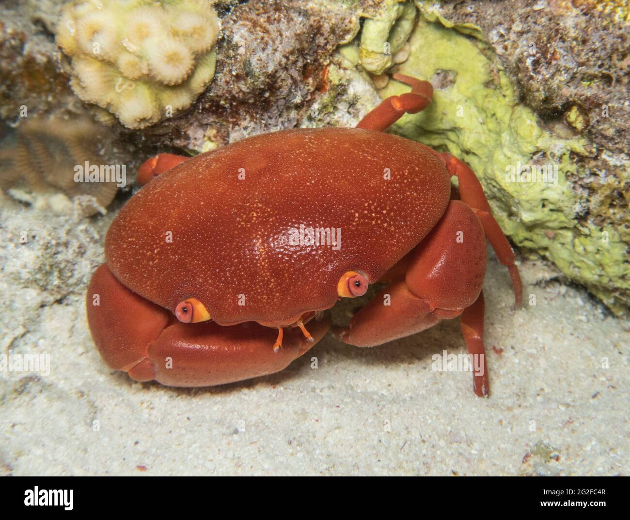 Coral red crab hi-res stock photography and images - Alamy