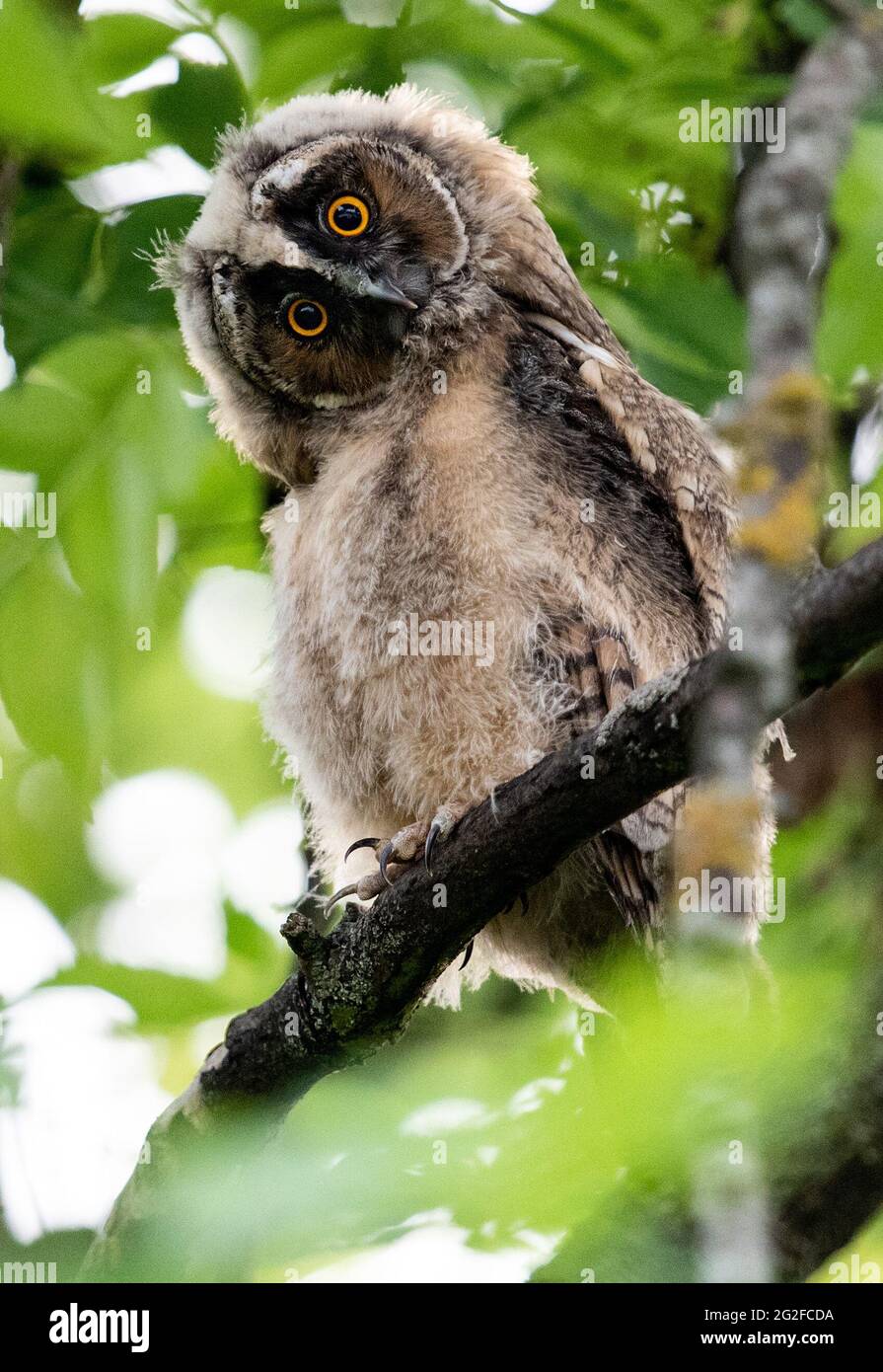 10 June 2021, Berlin: A young long-eared owl sits in a tree in the Fliegersiedlung in Tempelhof. In Berlin long-eared owls hunt and breed mainly near large open spaces, for example the Tempelhofer Feld, where they find good hunting conditions and an abundant supply of mice. Photo: Bernd von Jutrczenka/dpa Stock Photo