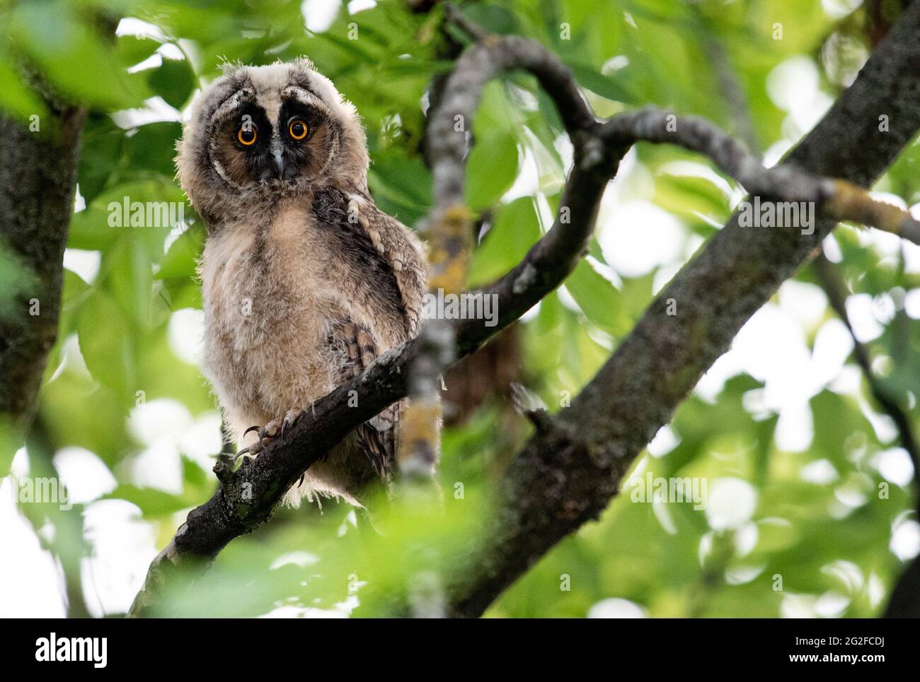 10 June 2021, Berlin: A young long-eared owl sits in a tree in the Fliegersiedlung in Tempelhof. In Berlin long-eared owls hunt and breed mainly near large open spaces, for example the Tempelhofer Feld, where they find good hunting conditions and an abundant supply of mice. Photo: Bernd von Jutrczenka/dpa Stock Photo