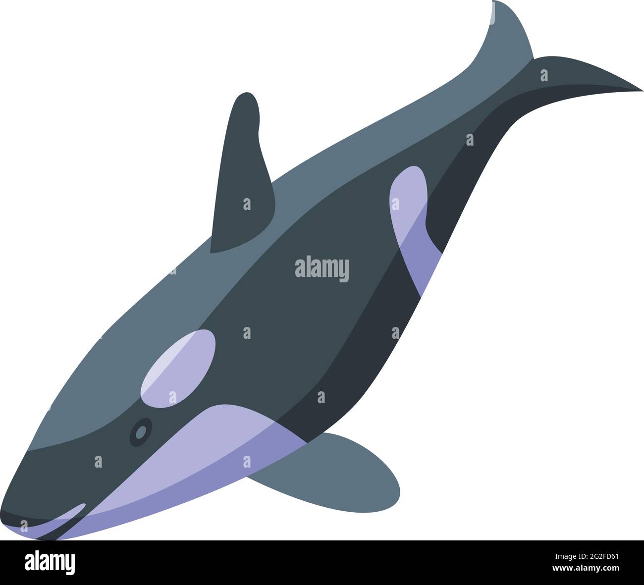 Large killer whale icon. Isometric of Large killer whale vector icon