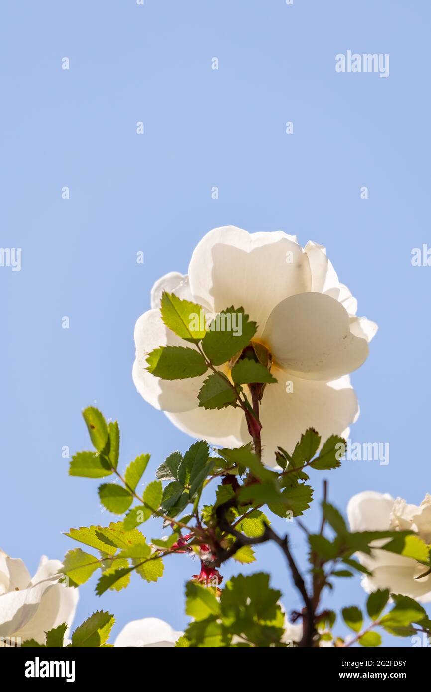 Beautiful, fragrant white rose blossoms against the blue sky on a hot summer day. Copy space.  Stock Photo