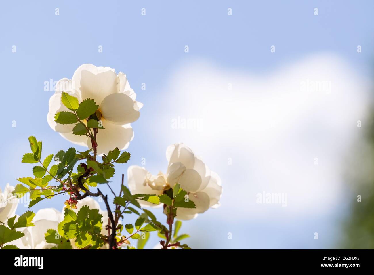 Beautiful, fragrant white rose blossoms against the blue sky and clouds on a hot summer day. Copy space.  Stock Photo