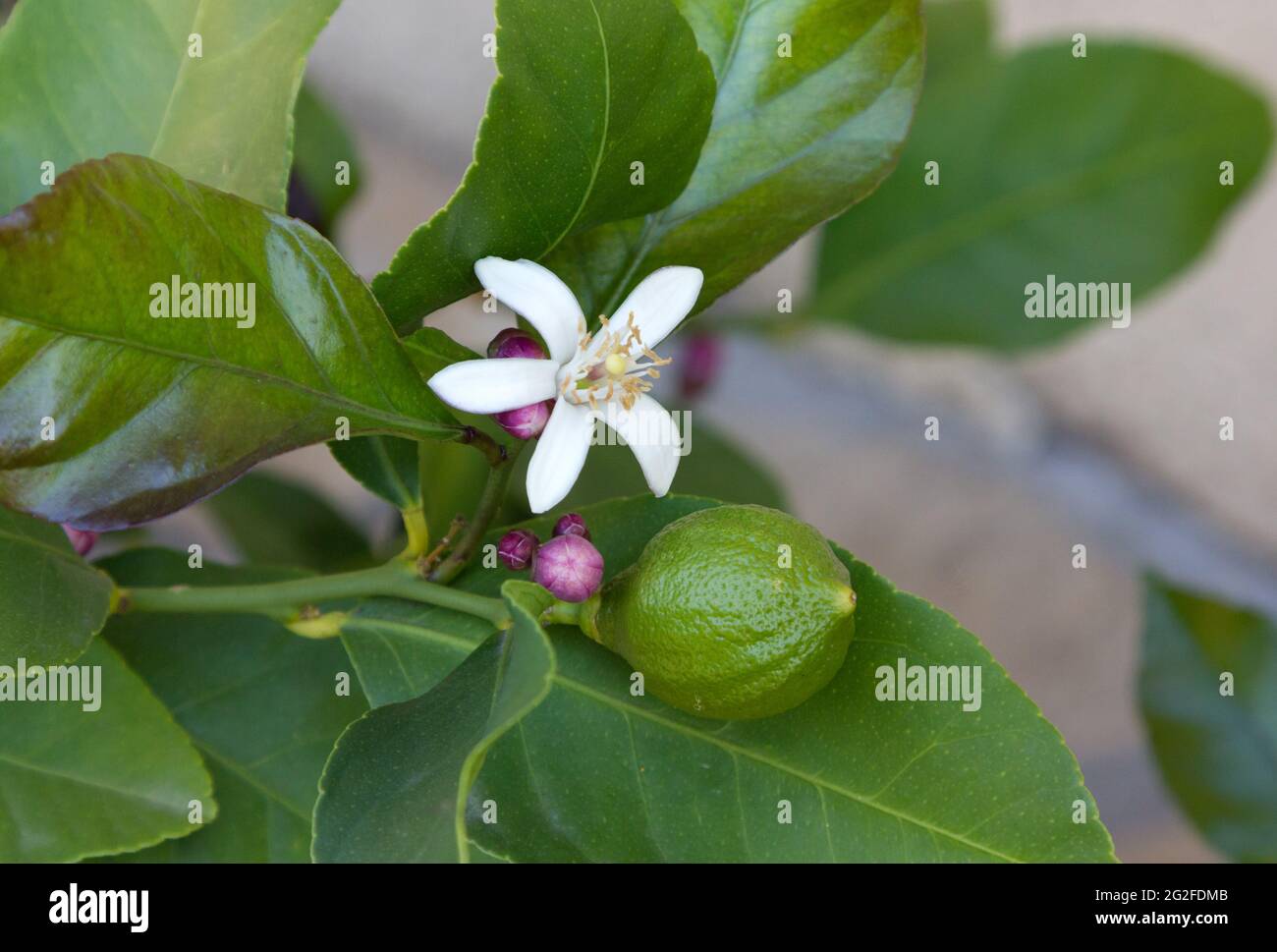 Close up of a dwarf lemon tree. Stock Photo