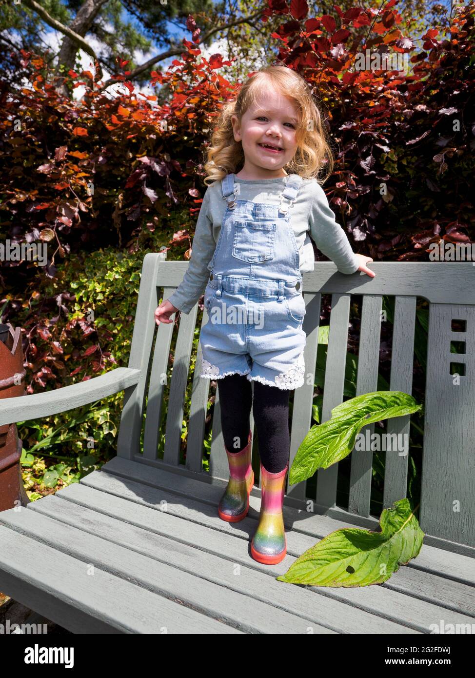 Three year old standing on a bench in the garden, Devon, UK Stock Photo