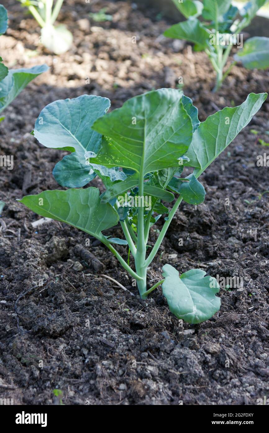 Young Broccoli Plant Growing In High Resolution Stock Photography And Images Alamy