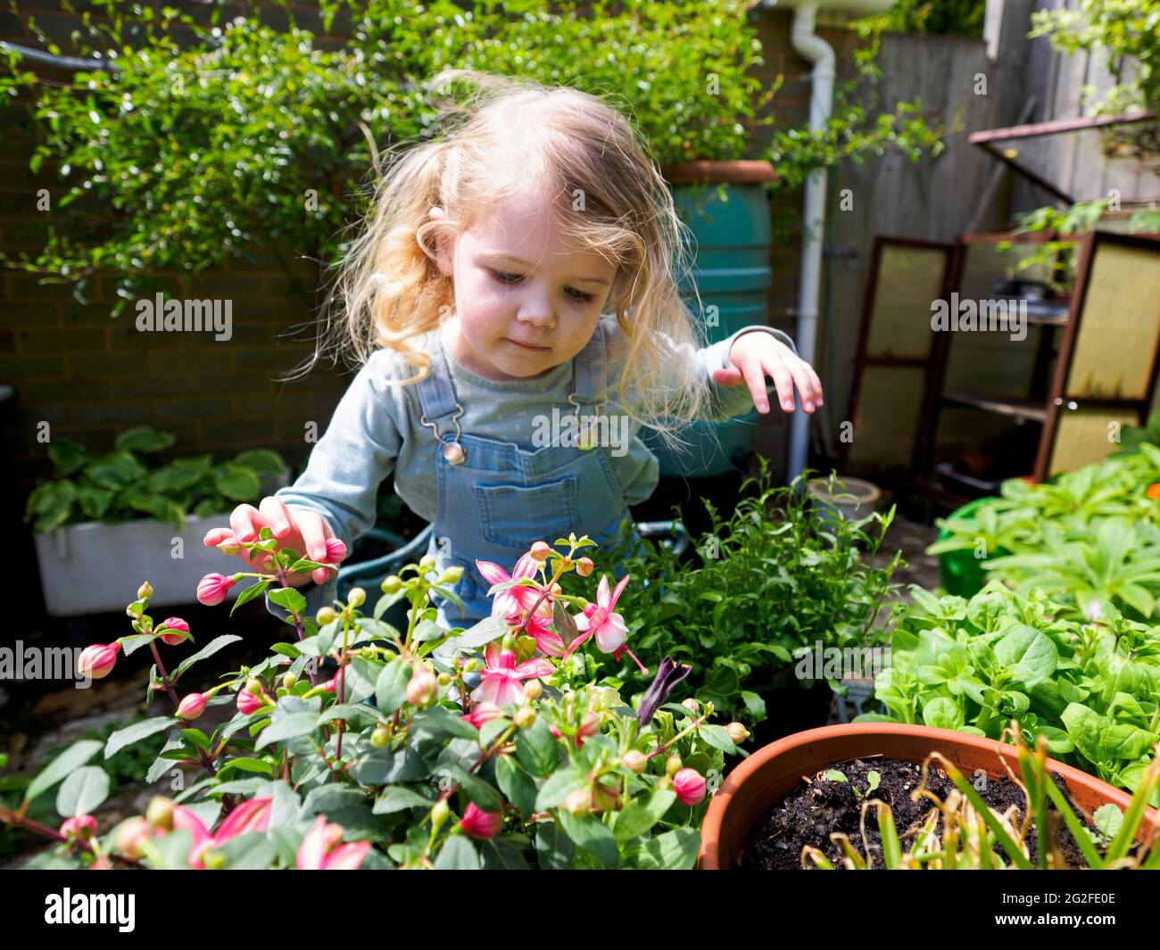 Three year old gardening, Devon, UK Stock Photo