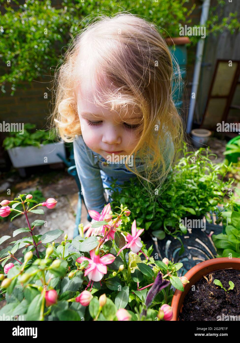 Three year old gardening, Devon, UK Stock Photo
