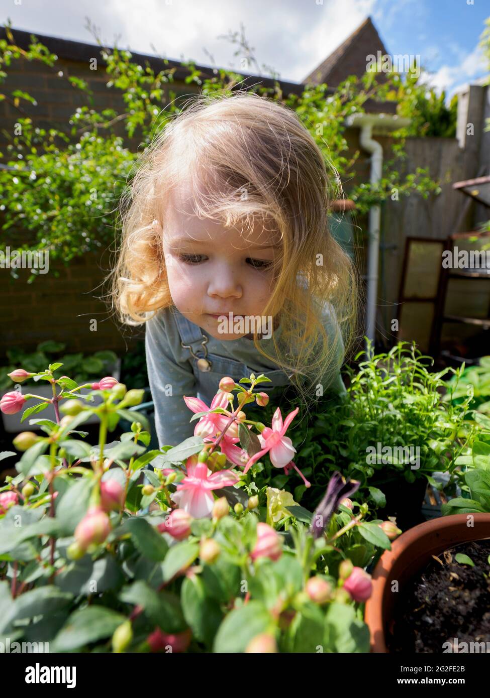Three year old child gardening, Devon, UK Stock Photo
