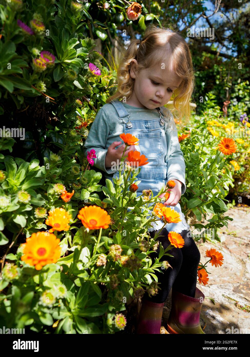 Young girl amongst the flowers, Devon, UK Stock Photo
