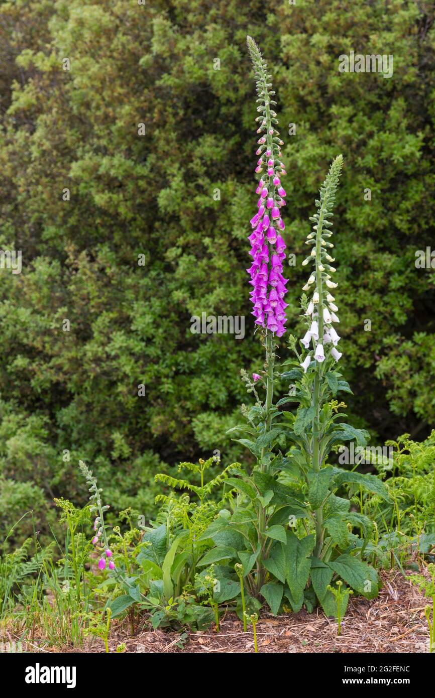 foxglove Digitalis growing at Alum Chine, Bournemouth, Dorset UK in