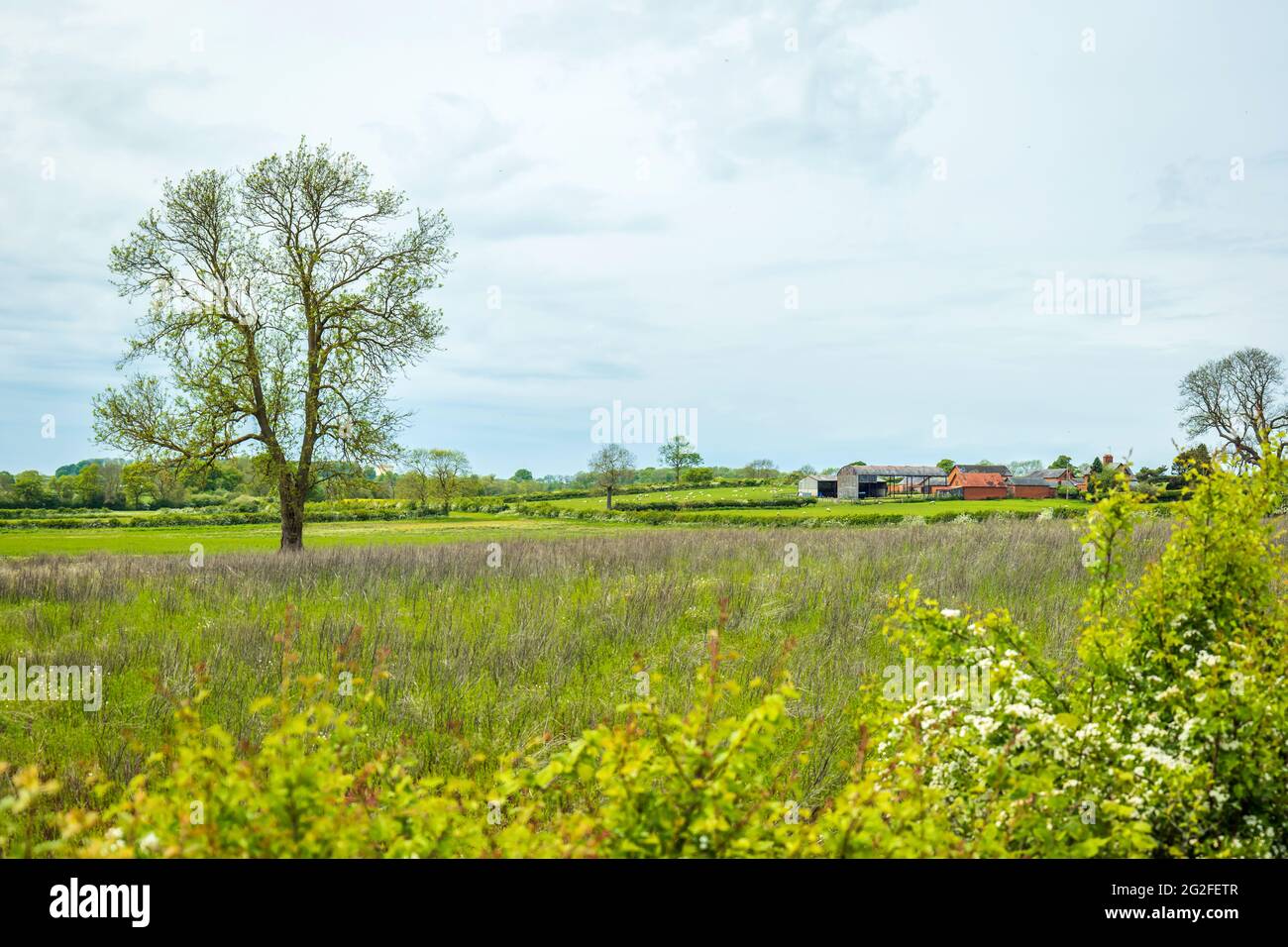 british farm fields on spring sunny day in england uk Stock Photo - Alamy