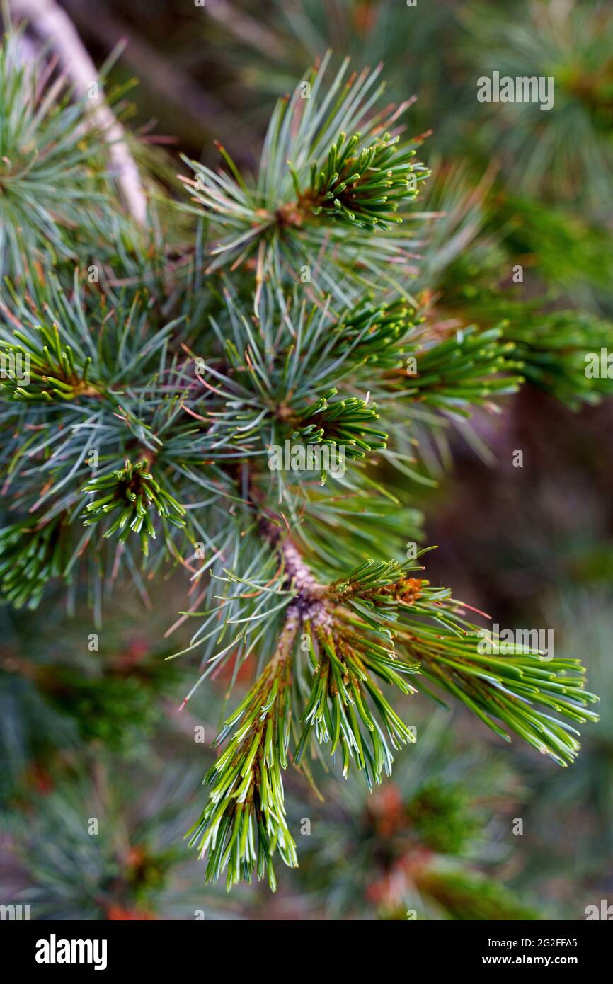 Fir cone close shot hi-res stock photography and images - Alamy