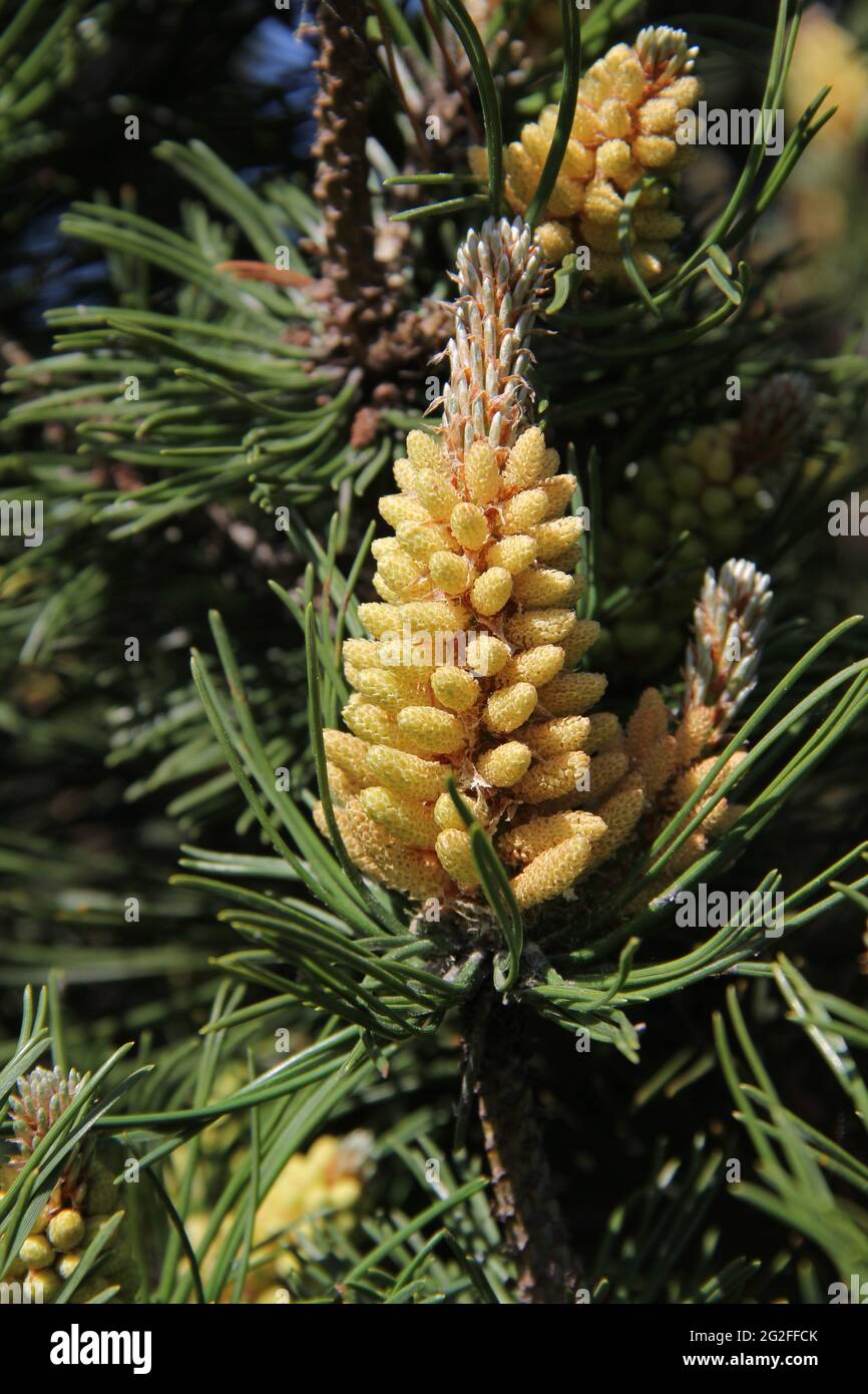 Closeup of pine branchlets on the background of evergreen spiky branches in spring, Kaunas, Lithuania Stock Photo