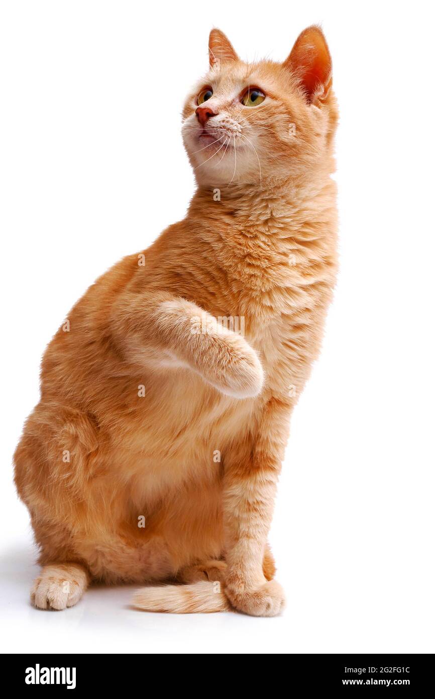 ginger cat sitting with lifted paw and looking up isolated on white