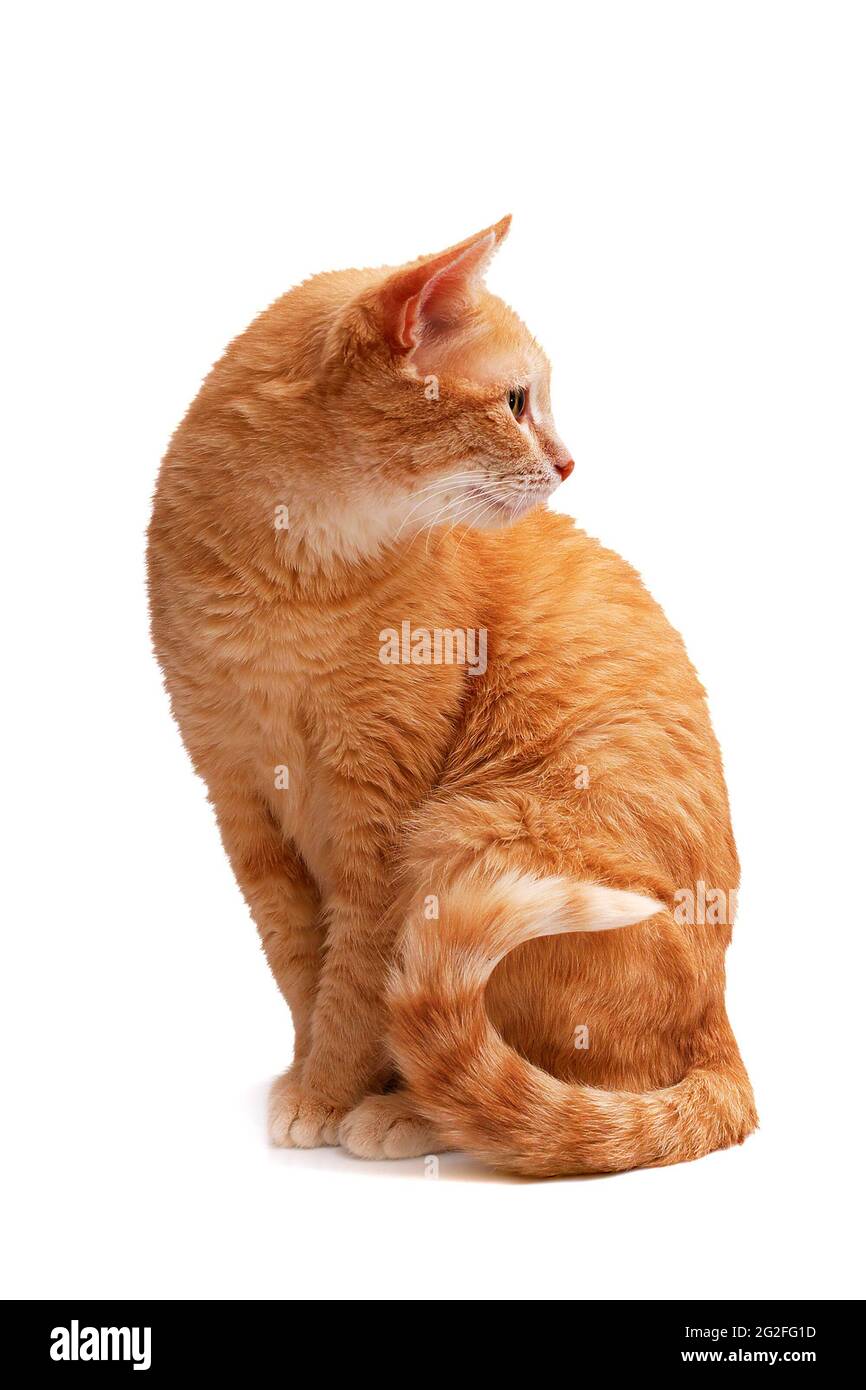 ginger cat sitting and looking back isolated on white background