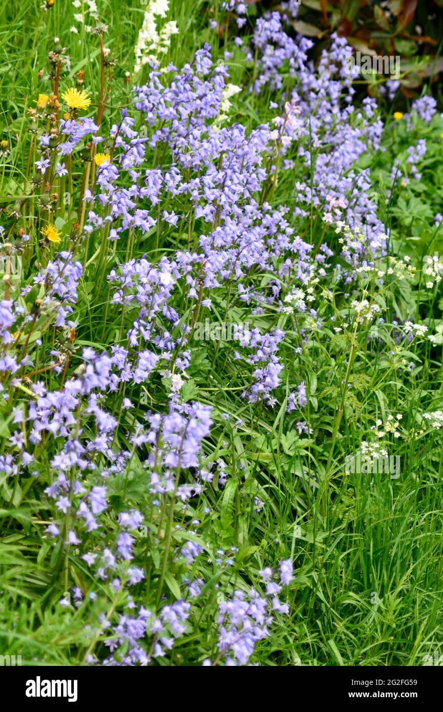 Bluebells in the Countryside Stock Photo