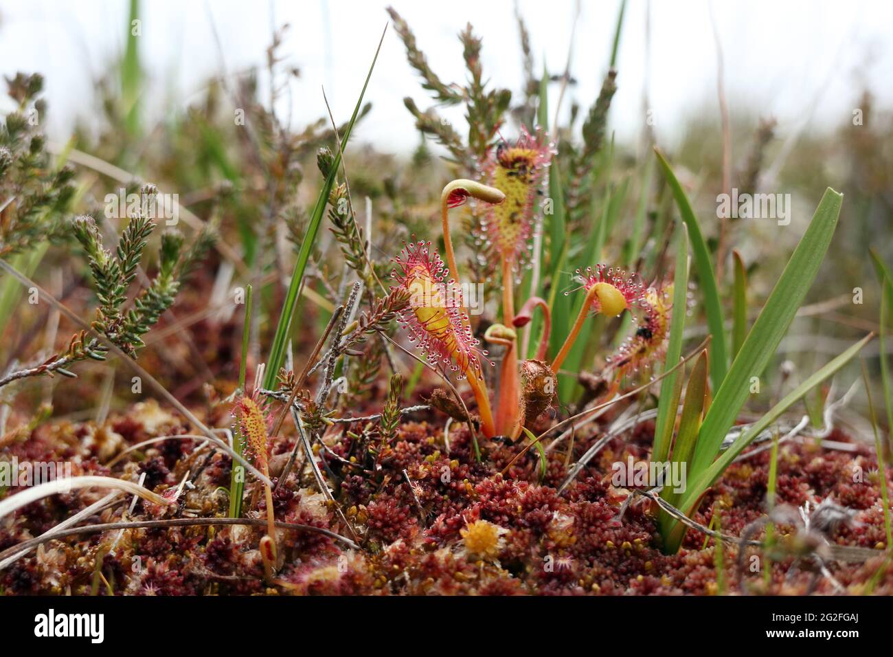 Oblong-Leaved Sundew Plant (Drosera intermedia), UK. Stock Photo
